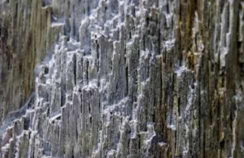 اكتشاف كائن غريب منقرض يربك العلماء ويثير دهشتهم