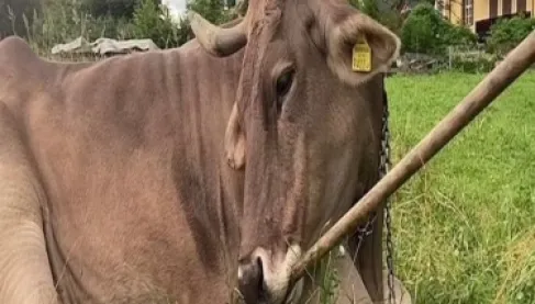 أذكى من بعض البشر.. 6 حيوانات تثبتت أن الذكاء ليس حكراً على الإنسان