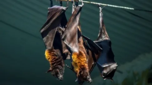 Resembles Influenza and Transmitted by Bats.. The Deadly Nipah Virus Returns