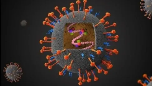 فيروس نيباه يثير ذعرا عالميا.. ورسالة طمأنة من منظمة الصحة