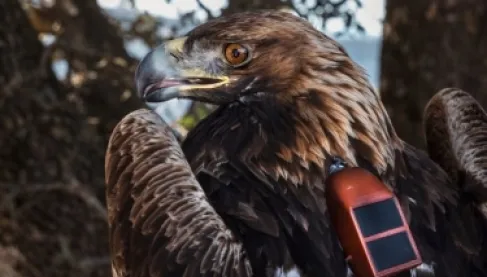 دراسة: اضطراب غير مسبوق في حياة النسور بسبب التدخل البشري