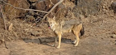 ضباع وذئاب وبنات آوى قرب البيوت في لبنان، ماذا جاءت تفعل؟