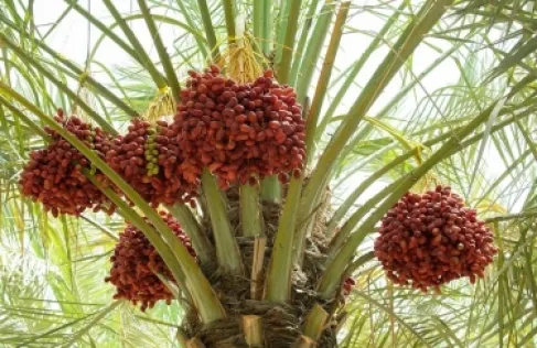 صحيفة عبرية: عاصفة التمر (الإسرائيلي) تهز مصر