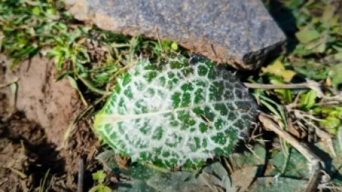 بماذا يرش الجيش الإسرائيلي أراضي جنوب لبنان وسوريا؟