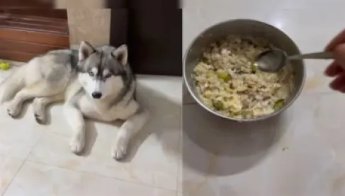 فيديو: كلب يرفض تناول طعامه قبل إضافة (السمن) يتحول لتريند