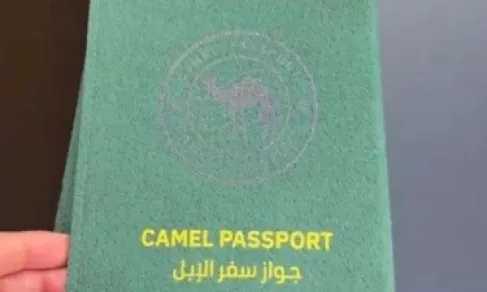 جواز سفر للإبل في السعودية