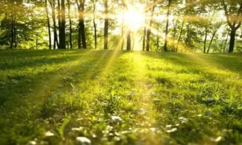 الطبيعة ليست رفاهية.. اكتشف تأثيرها على دماغك