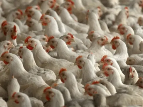 مستثمري الدواجن: الكميات المتوفرة تفوق حاجة الاستهلاك خلال رمضان
