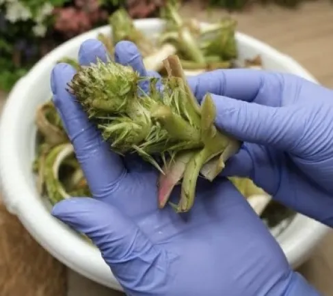 البلقاء : شكاوى من استنزاف عكوب عيرا