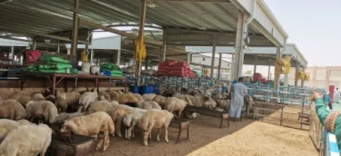 قطر: خروف بسعر مدعوم لكل مواطن خلال رمضان