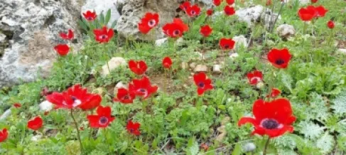 نسائم الربيع تزور الأردن مبكرًا فكم تصل درجات الحرارة؟