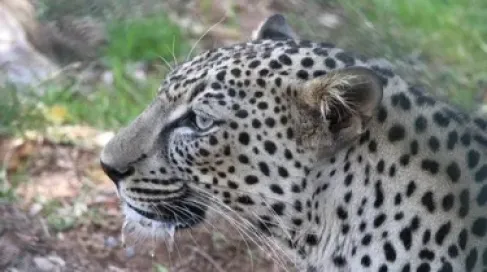 استوطن شبه الجزيرة العربية منذ 500 ألف عام.. قصة النمر العربي المُهدد بالانقراض