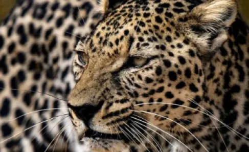 السعودية تحتفي بـ(النمر العربي)