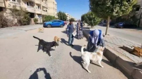 تعقيم وتحصين الكلاب الضالة بمصر.. تحرك رسمي جديد