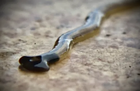 ديدان مسطحة تغزو أوروبا