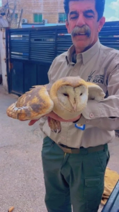 الاردن.. ضبط شخص على خلفية نشره إعلانات لبيع طيور مهددة بالانقراض - صور
