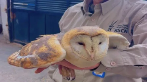 Detained a Person Promoting Endangered Bird Sales via Social Media