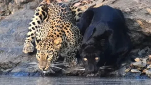 فيديو: مفترسان يكسران قانون الغاب في مشهد نادر يذهل العالم