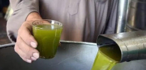 انخفاض إنتاج زيت الزيتون في الأردن 34% عن المعدل العام