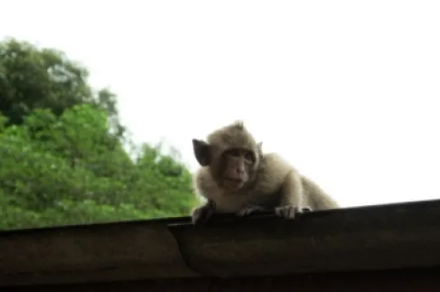 شاهد.. قرد بابون يقتحم مسجدا ويدفع المصلين إلى الفرار