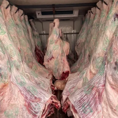 مسلخ العقبة يعمل بأقصى طاقته الانتاجية