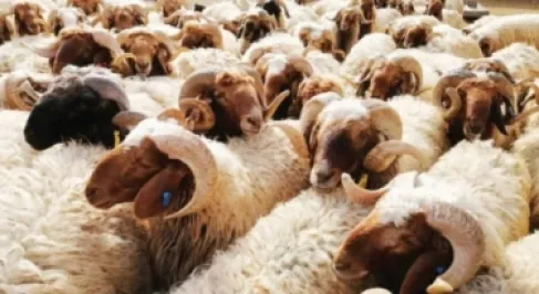 التَّحقيق في صرف أعلاف لأشخاص غير حاصلين على بطاقة تحصين المواشي