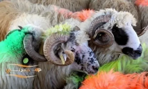 تجار ينتقدون قرار وقف تصدير الأغنام والزراعة توضح