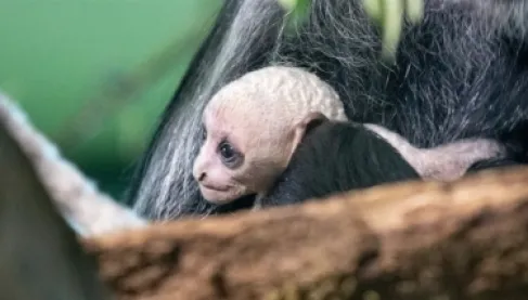 Exceptional Event.. The Birth of a Rare White Monkey Captures Scientists' Attention in Britain
