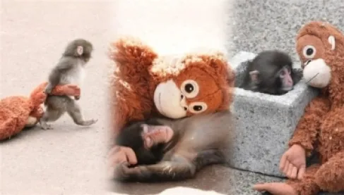 يتيم اليابان الذي أبكى العالم.. قصة القرد بانش التي اجتاحت منصات التواصل