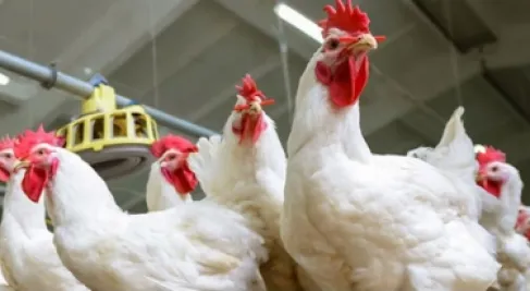 الاردن .. استقرار أسعار الدواجن وارتفاع الكوسا والخيار