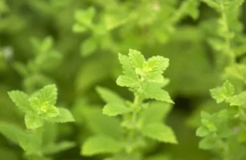 نبتة طبية تحمي الدماغ من الالتهابات