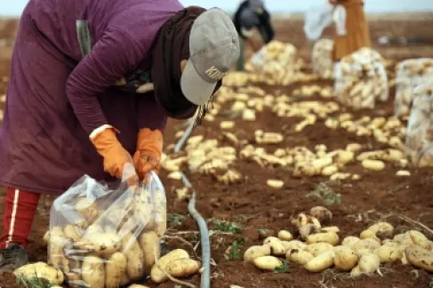 نائب يسأل رئيس الوزراء: لماذا يزرع الضمان الاجتماعي البطاطا؟