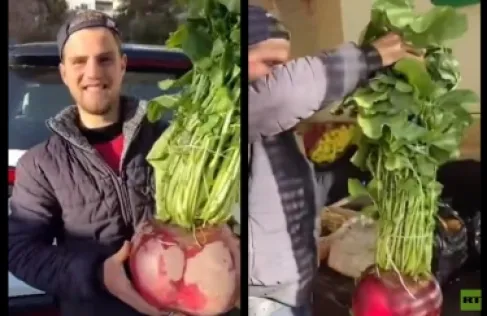 سوري يحصد رأس فجل يتجاوز وزنه 10 كغ