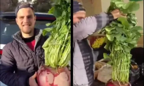 سوري يحصد رأس فجل يتجاوز وزنه 10 كغ