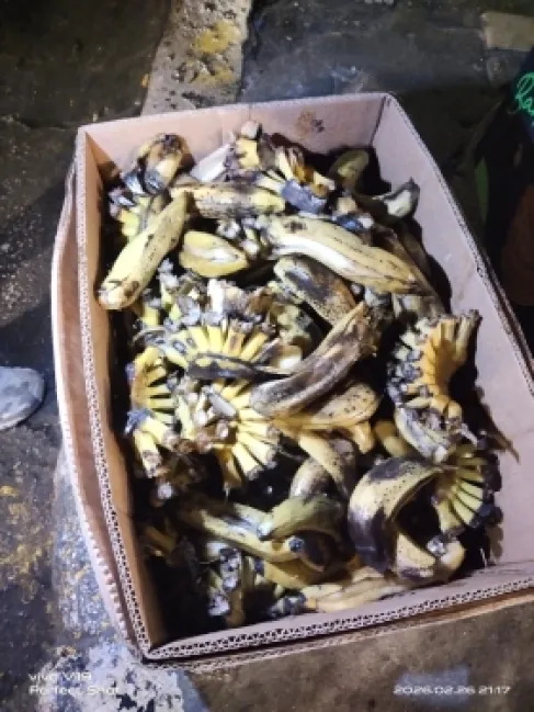 ضبط وإتلاف موز فاسد في إربد… ماذا حدث؟