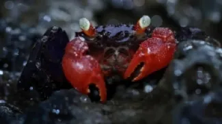 السرطان الشيطان