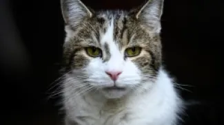 القط لاري في داوننغ ستريت، 26 نوفمبر 2024 (ليون نيل/Getty)