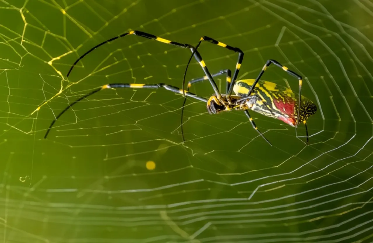 عناكب طائرة بحجم كف اليد تغزو الولايات المتحدة 
