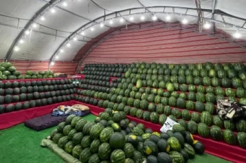 أمانة عمّان تبدأ استقبال طلبات تصاريح بيع البطيخ والشمام إلكترونياً