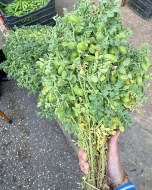 علماء ينجحون في زراعة (الحاملة) في تربة تحاكي سطح القمر