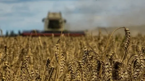 Expectations of a decline in Ukrainian grain harvest in 2026