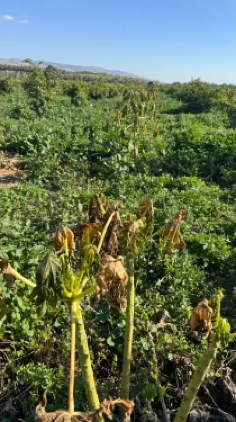 الأردن.. موجة صقيع حادة تضرب مزارع الأغوار وتهدد الإنتاج الموسم المقبل