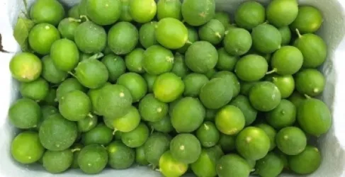 الأردن.. أسعار الليمون تواصل الارتفاع