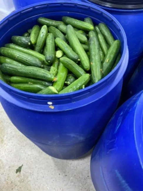 الاردن .. الغذاء والدواء تُغلق مشغل مخللات غير مرخّص