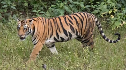 العراق.. توضيح رسمي بعد افتراس نمر لأقدام طفل في متنزه الزوراء ببغداد