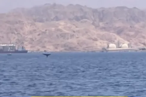 الحوث الأرزق في مياه العقبة لأول مرة بالتاريخ - فيديو