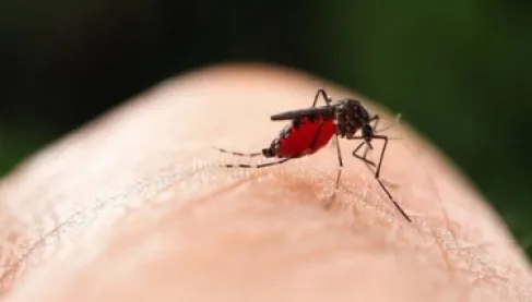 لقاح الشيكونغونيا.. تسجيل أكثر من عشرين حالة آثار جانبية خطيرة بفرنسا