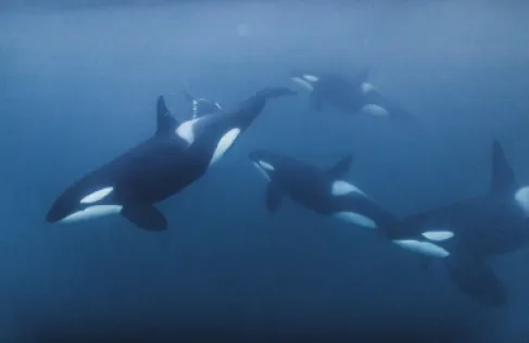 فيديو مرعب يوثق لحظة افتراس حيتان قاتلة لسمكة قرش في المكسيك