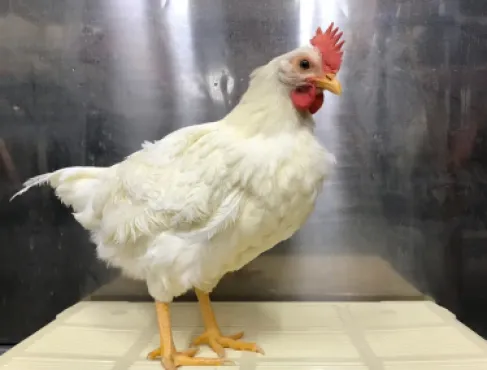 الحكومة: استقرار قطاع الدواجن وتوفر اللحوم الحمراء بالأردن