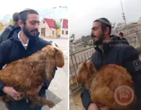 The Jerusalem Governorate warns of settlers' attempts to bring animal sacrifices into Al-Aqsa